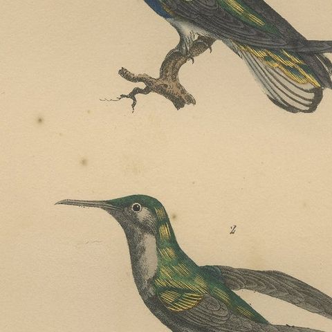 Antique Hand-Coloured Hummingbird Engraving with Gold Highlights, c.1835, close-up 5