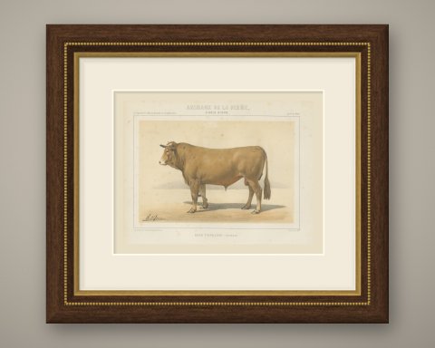 Femeline Bull, French Cattle Breed, Antique Chromolithograph by Borie, 1863, shown framed