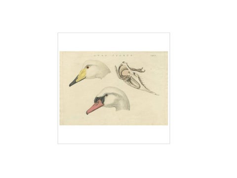 Antique Bird Print of a Swan ‘Tab. II’ by Sepp & Nozeman, 1829, view 4