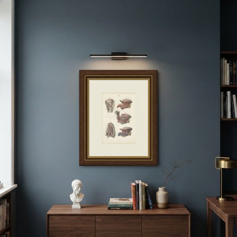 Vessels and Nerves of the Tongue, Antique Hirschfeld Anatomy Print, 1866, shown framed on a wall