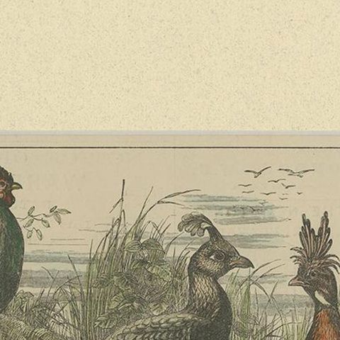 Antique Bird Print of the Himalayan Monal, '1879', close-up 1