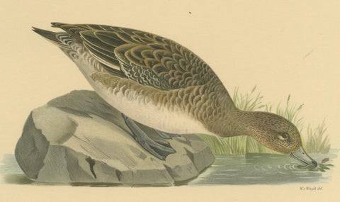 Autumn Repose: Old Bird Print of The Eurasian Wigeon by Magnus von Wright, 1929, close-up 1