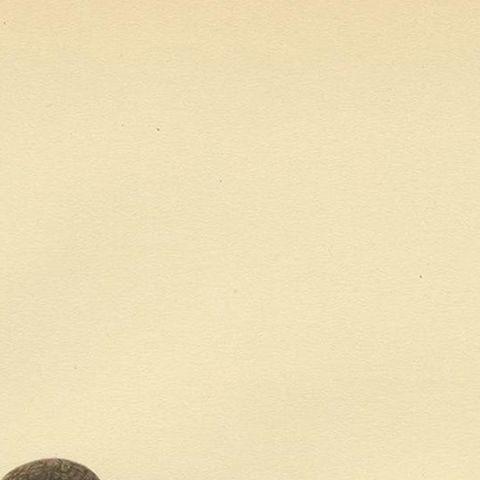 Original Antique Bird Print of the Northern Phalarope, 1929, close-up 1