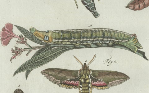 Original Antique Print of Exotic Moths and Caterpillars by Bertuch, c. 1800, close-up 4