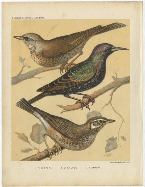 Antique Bird Prints, Finches, Waxbills, Starlings & Fieldfare, Cassell’s, 1888, view 3