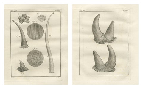 Antique Rhinoceros Horn Anatomy Engravings, Buffon Scientific Pair 1769, view 2