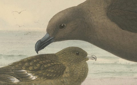 The Common Skua: Hand-colored from Dresser's Birds of Europe (1871-1896), close-up 4