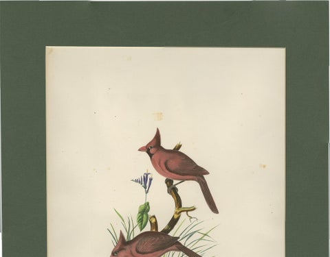 Antique Bird Print of Northern Cardinals Made After D.G. Elliot, 1869, view 5