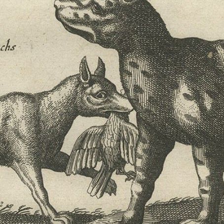 Original Antique Engraving of a Vox, Wolf and Hyenas, 1657, close-up 3