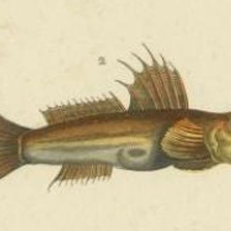 Antique Print of the Naked Goby and Other Fish Species, 1844, close-up 1