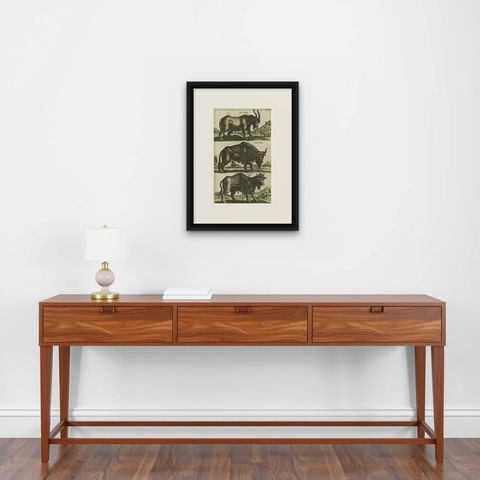 Antique Print of Buffalos, Bisons Magnus, Jubatus and Locobardus, 1657, shown framed on a wall