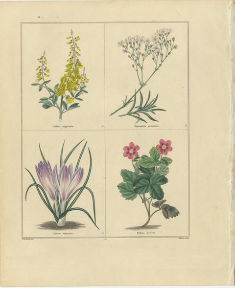 Pair of Hand-Colored Botanical Engravings of Garden Flowers, London 1828, view 2