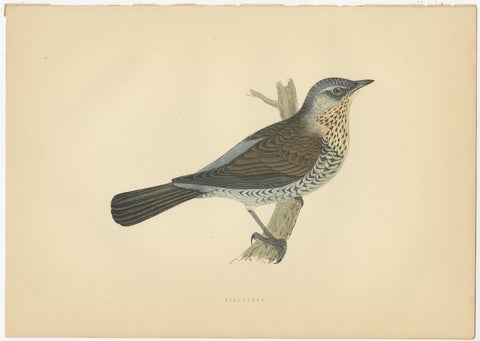 Set of 5 Antique Bird Prints Crow, Redwing, Thrush, Fieldfare 'circa 1860', view 4