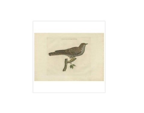 Rufous Cuckoo, Hand-Coloured Engraving with Dutch Text, 1770–1829, view 2