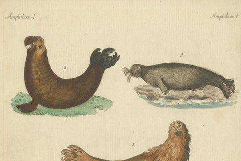 Antique Handcolored Engraving of Seals and Amphibious Creatures, c.1800, close-up 4
