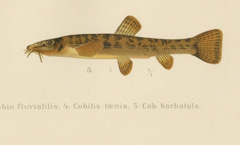 Carp, Goldfish, and Loaches - Vibrant Freshwater Fish of Scandinavia, 1895, close-up 2