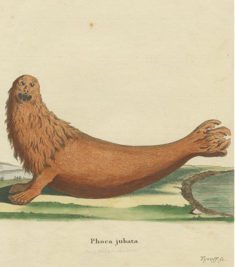 Original Antique Print of a Steller Sea Lion, view 3
