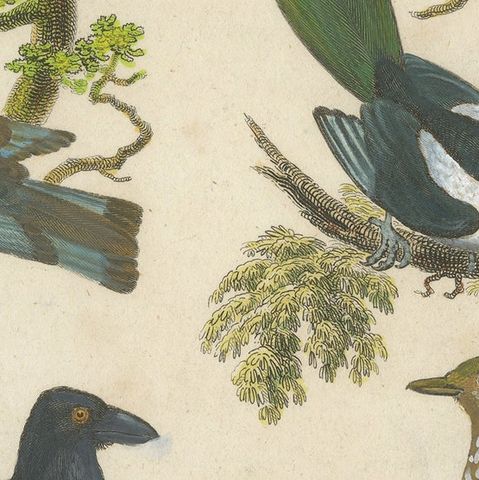 Ornithology Piciformes Plate III - Antique Bird Engraving, 1811, close-up 5