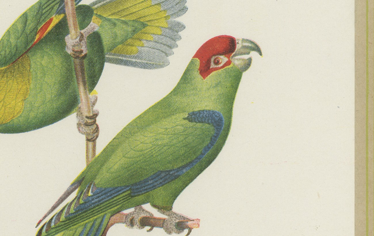 Parrotlets and Small Parrots, Brazilian Bird Print, Descourtilz, 1944, view 5
