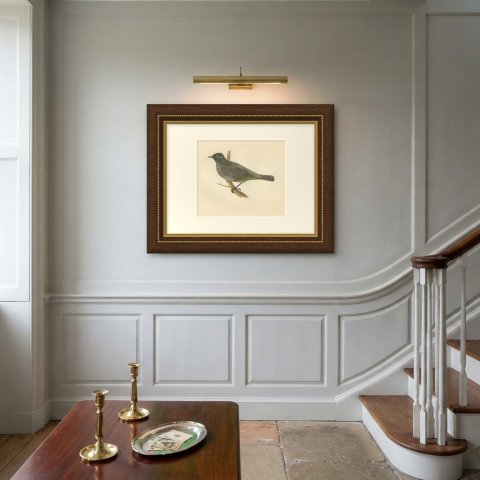 Gold Vented Thrush on a Branch, Antique Hand Colored Bird Print, 1896, shown framed on a wall