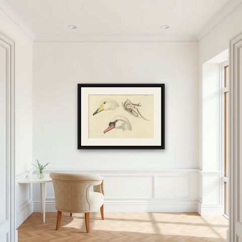 Antique Bird Print of a Swan ‘Tab. II’ by Sepp & Nozeman, 1829, shown framed in a room