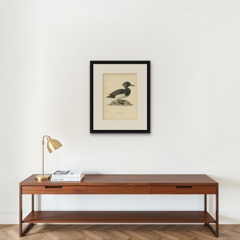 Antique Bird Print of the Tufted Duck by Von Wright, 1929, shown framed on a wall