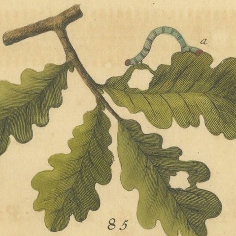 English Moths and Caterpillars on Oak & Bramble, Antique Insect Engraving, 1720, close-up 1