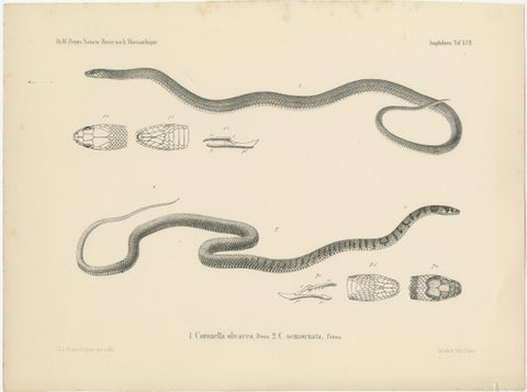Set of 4 Antique Prints of the Lowland Viper and Other Snakes, view 5