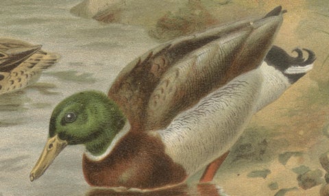 Antique Wild Duck Print Mallard Ducks Wetland Scene Chromolithograph c.1895, close-up 3