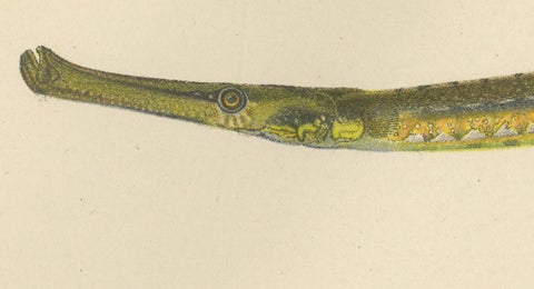 Pipefish and Worm Pipefish - Graceful and Slender Scandinavian Fish Lithograph, close-up 1