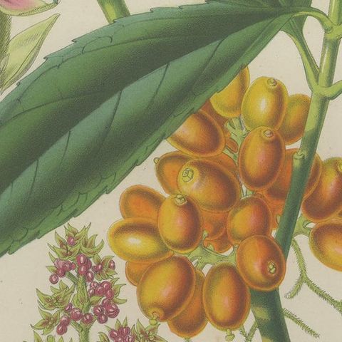 Antique Botany Print of the Aucuba Himalaica by Stroobant, 1859, close-up 2