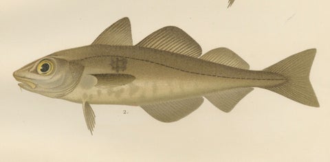 Atlantic Cod, Haddock, Garfish and Sand Eel - Scandinavian Fish Lithograph, 1895, close-up 5