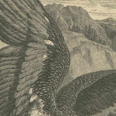 Antique Bird Print of the Bearded Vulture, 1853, close-up 1