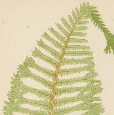 Antique Hand-Colored Fern Prints - Aspidium Filix-Mas Series, Botanical Art 1868, close-up 1