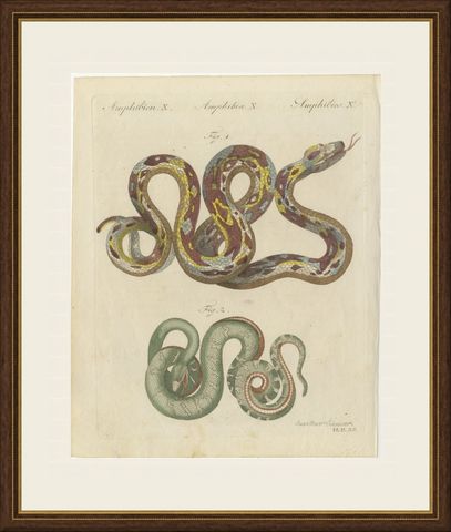 Two Patterned Snakes in Coils, Antique Bertuch Print, Vienna, circa 1805, shown framed
