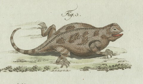 Original Antique Print of Five Exotic Lizards by Bertuch, 1802, close-up 6