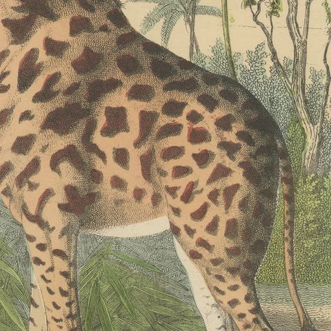 Antique Giraffe and Camel Print with Dromedary and Llama, Kolb, circa 1890, close-up 5