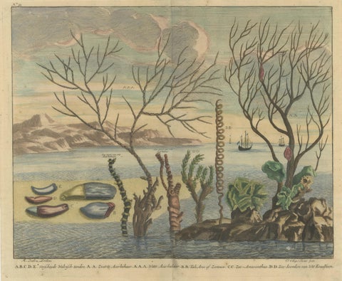 Colored Antique Print of various Water Plants including Coral in Southeast Asia, view 3