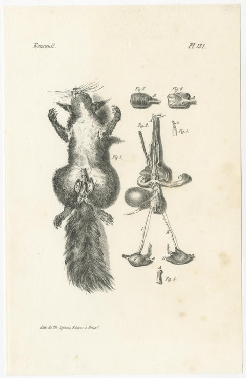 19th Century Animal Anatomy Prints by Lejeune, circa 1840, view 10