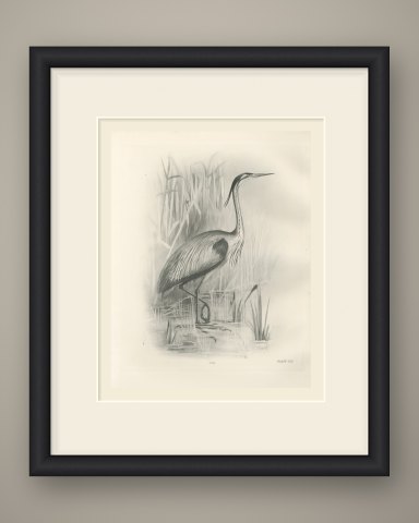 Purple Heron Wading Among Reeds, Plate CLI after Lilian Medland, c. 1909, shown framed