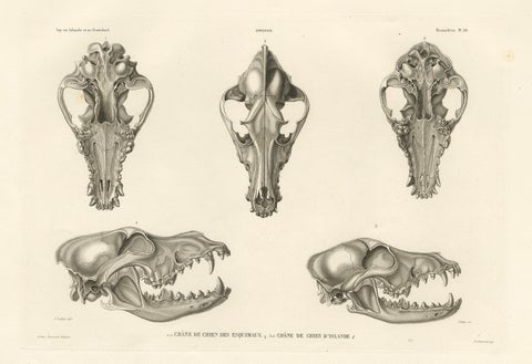 Rare Engraved Prints of Skulls of an Eskimo Dog and The Icelandic SheepDog, 1842, close-up 1