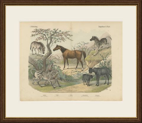 Antique Horse and Zebra Print with the Extinct Quagga, Kolb Mammals, circa 1890, shown framed