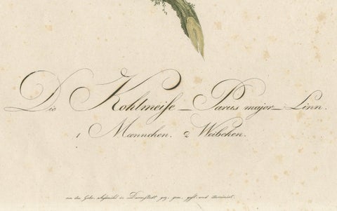 Nature’s Pair: The Artistic Depiction of Great Tits, Engraving ca.1780, close-up 1