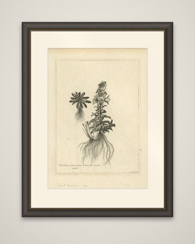 Antique Botany Print of Campanula Americana by Dodart 'circa 1680', shown framed