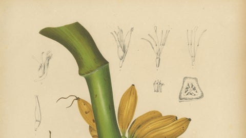 Antique Banana Botanical Chromolithograph by Hoola van Nooten, c. 1880, close-up 3