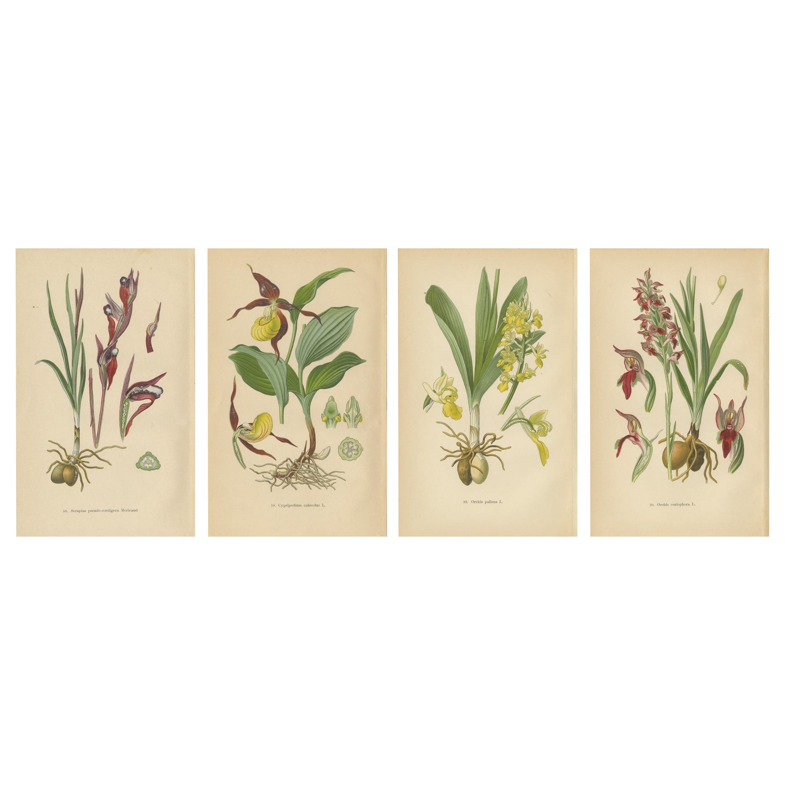 Nature's Masterpieces in Original Antique Print: The Orchids of 1904