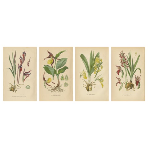 Nature's Masterpieces in Original Antique Print: The Orchids of 1904