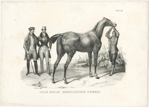 Original Antique Print of an English Horse, view 2