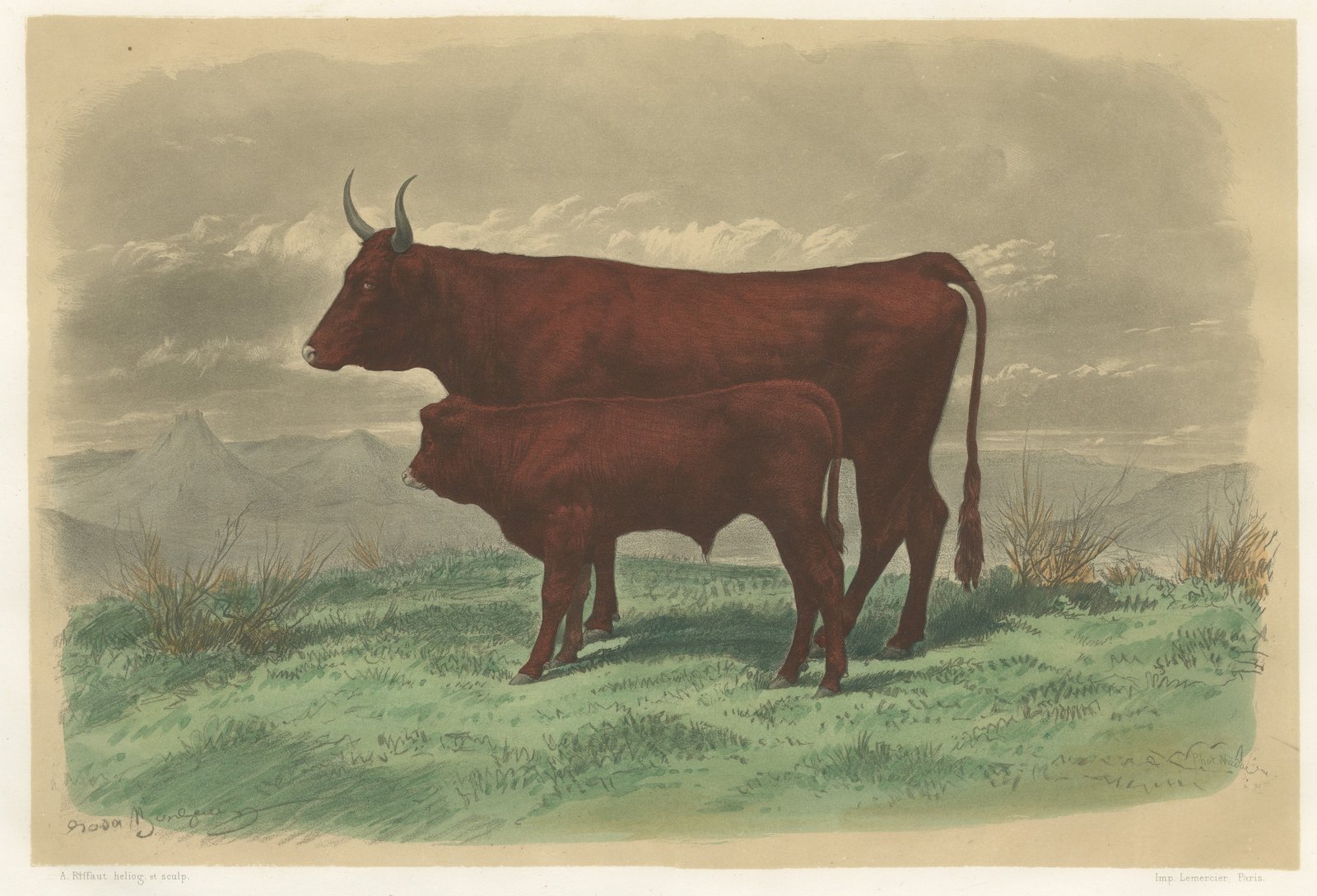 Salers Cow and Calf, Antique Cattle Print after Rosa Bonheur, 1873