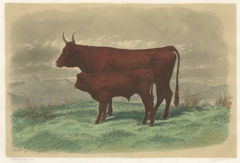 Salers Cow and Calf, Antique Cattle Print after Rosa Bonheur, 1873